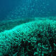 Десет милијарди долара потребно за спас Великог коралног гребена
