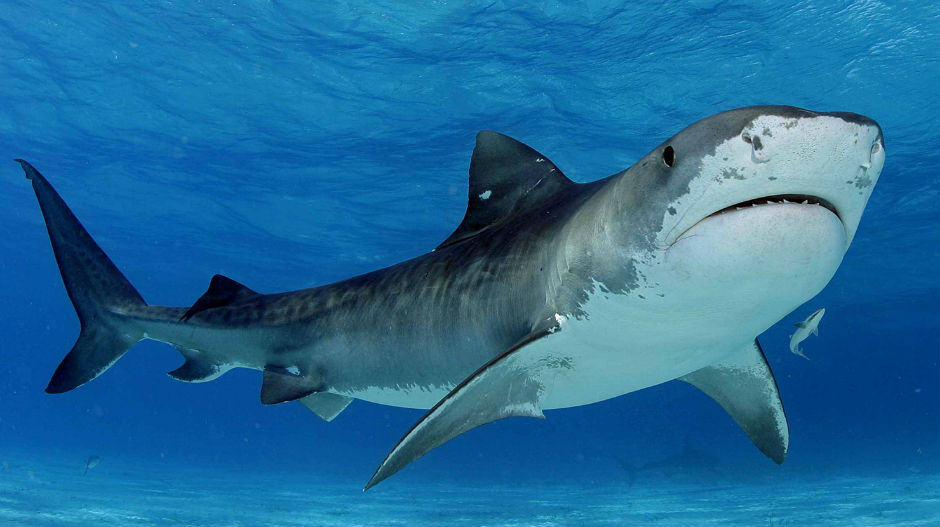 Чувајте се ајкула ове године