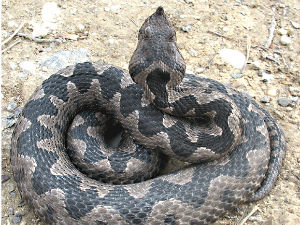 Биолог из Јагодине: Фабрика каблова врви од змија, има и поскока