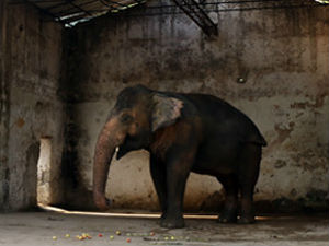 Шер спасава слона окованог већ 27 година