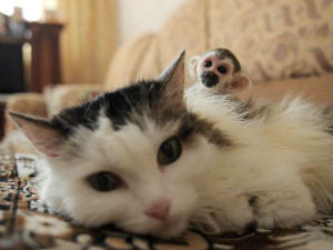 Руска мачка усвојила бебу мајмуна!