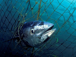 Уловљена туна највећа риба икада ухваћена у хрватском делу Јадрана!
