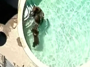 Породица медведа му ушла у базен