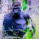Би-Би-Си најавио премијерку Шкотске, пустио снимак гориле