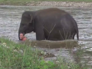 Слонче скочило у реку да „спасе“ свог хероја
