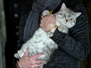 Рус продао мачка „с натприродним моћима“ за 78.000 евра