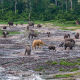 Златан слон усред Африке!