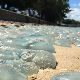 Помор медуза на обалама Аустралије