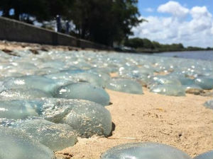 Помор медуза на обалама Аустралије
