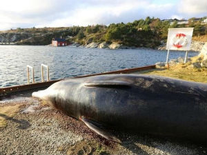 У стомаку насуканог кита пронађено 30 пластичних кеса