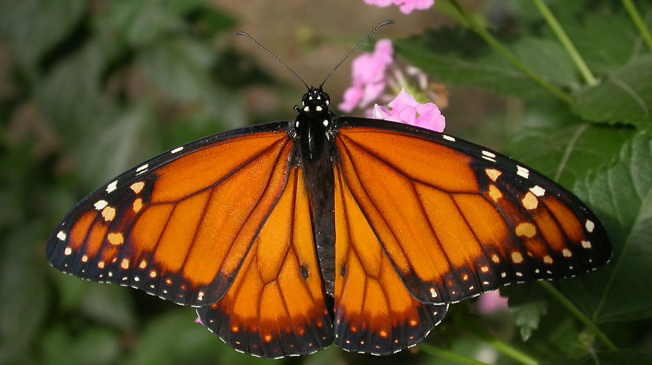 Забрињавајуће мањи број лептира монарха у Мексику
