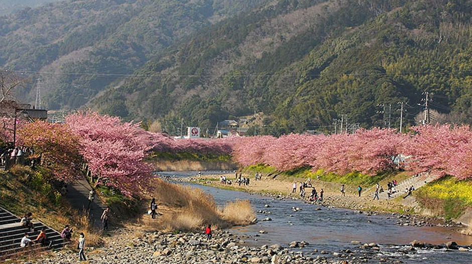 Трешње процветале у Јапану и обојиле град у ружичасто