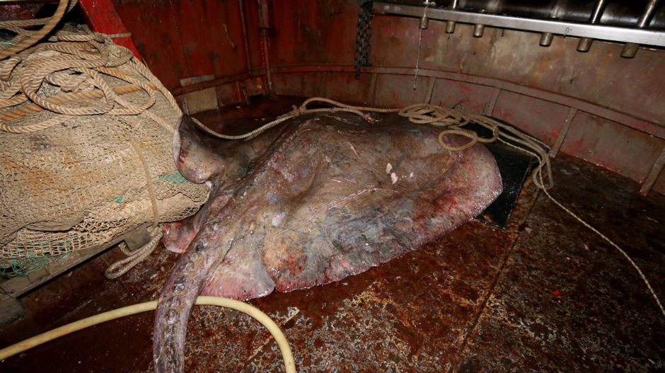 Корчулански рибари уловили огромну шибу чавлару