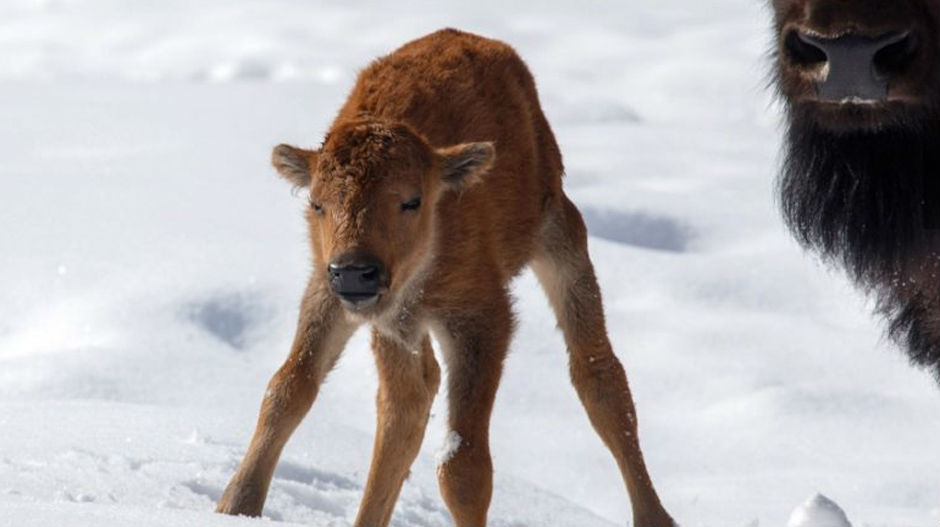 После 140 година рођен бизон у националном парку у Канади