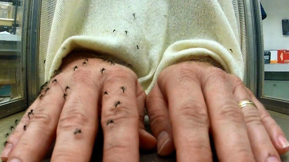Mirisom kože mamimo komarce