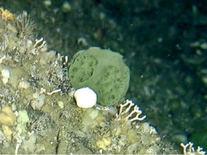 Зелени морски сунђер можда крије тајну лечења рака