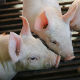 Научници корак ближе пресађивању свињских органа људима