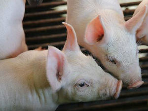 Научници корак ближе пресађивању свињских органа људима