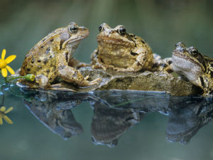 Задивљујући свет жаба