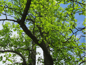 Мандаринско дрво ‒ од давнина мозгу прија!  