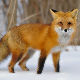 Како лисице успевају да лове и ноћу и дању?