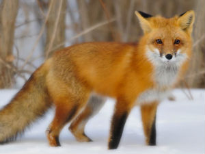 Како лисице успевају да лове и ноћу и дању?