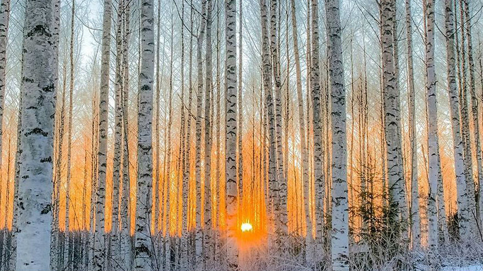 Фински фотограф доказује да бајковите шуме постоје