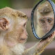 Мајмун пред Алисиним огледалом