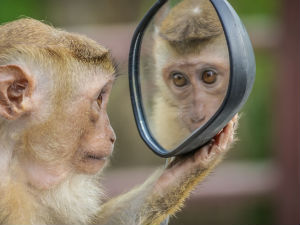 Мајмун пред Алисиним огледалом