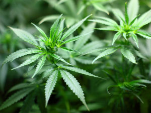 Флорида за легализацију марихуане
