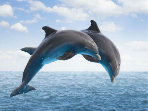 Тимски рад делфина