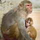 Мајмуни после имплантације људских гена...