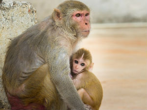 Мајмуни после имплантације људских гена...