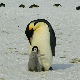 Краљевски пингвини постају жртве глобалног отопљавања 