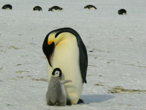 Краљевски пингвини постају жртве глобалног отопљавања 