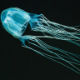 Откривен противотров за најсмтроноснију медузу 
