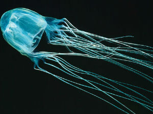 Откривен противотров за најсмтроноснију медузу 