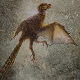 Ко је „Ambopteryx longibrachium“