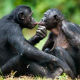 Бонобо мајке „држе свећу” синовима