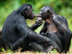 Бонобо мајке „држе свећу” синовима