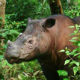 Угинуо последњи мужјак суматранског носорога у Малезији