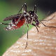 Гљива са паучјим отровом решење за маларичне комарце