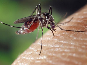 Гљива са паучјим отровом решење за маларичне комарце