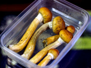 „Магичне“ печурке могле би да замене антидепресиве