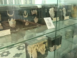 Београд има Музеј анатомије који крије штошта занимљиво