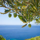 Италијани спасавају стабла маслине
