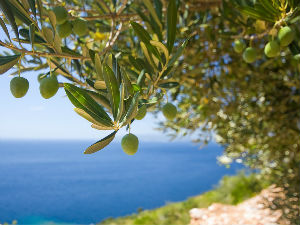 Италијани спасавају стабла маслине