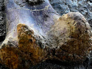 Пронађена кост дивовског диносауруса тешка пола тоне