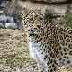 Центар у Сочију обнавља популацију персијског леопарда