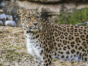 Центар у Сочију обнавља популацију персијског леопарда